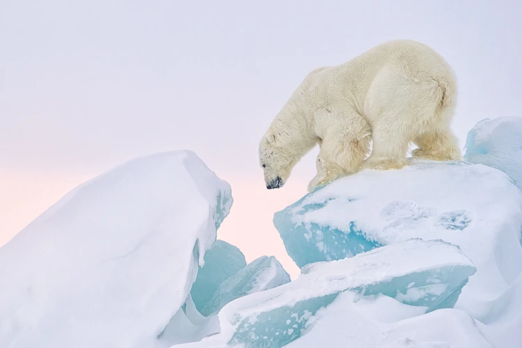 Zu sehen ist ein Eisb&auml;r, der auf einer zerkl&uuml;fteten Eisscholle in einer arktischen Landschaft steht.